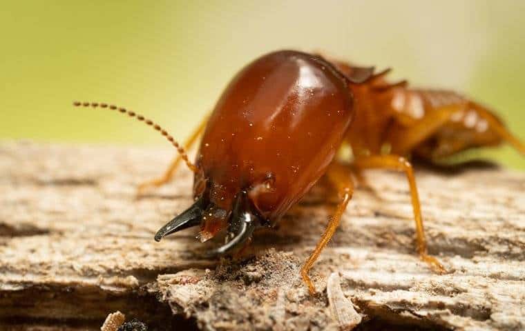 In Fort Worth, TX, a brown insect is sitting on a piece of wood being observed for pest control purposes.