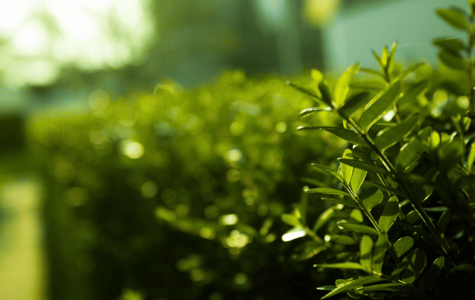 A green hedge in front of a house in University Park, TX Pest Control.