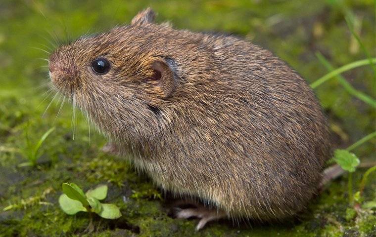 A small brown mouse standing on top of moss in Fort Worth.