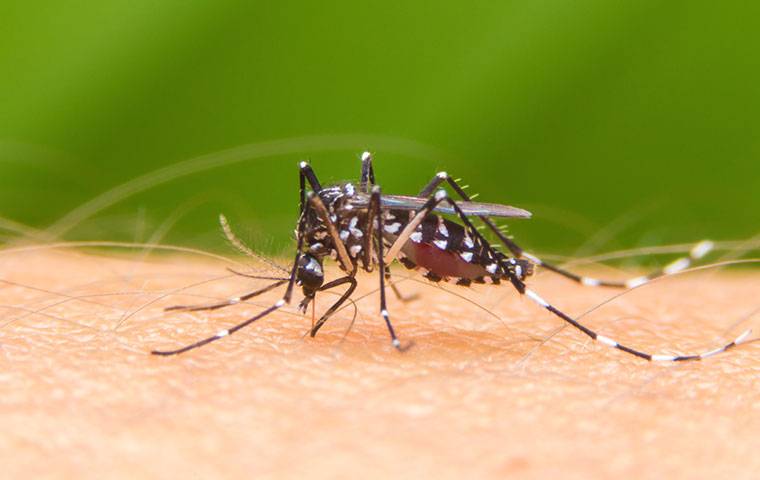 A mosquito from TX Pest Control is sitting on a person's arm in University Park.