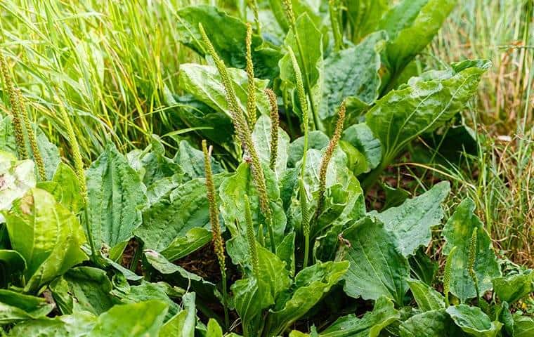 A green plant in a grassy field that needs the expert services of TX Pest Control | Trees Hurt Too,Inc., located in Coppell.