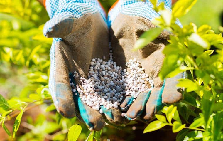 A woman's hands are holding seeds in a garden, nourishing your trees in Arlington.