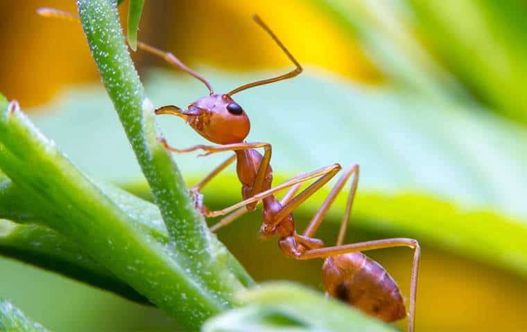 A brown ant is standing on a green leaf. Pest control Grand Prairie TX by Trees Hurt Too. We are experts in managing pests.