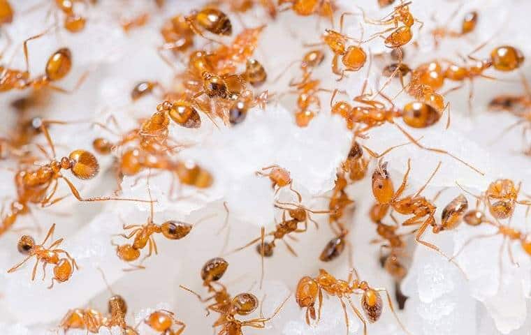 A group of ants on a white surface can be effectively managed and eliminated with the help of Keller, TX Pest Control services provided by Trees Hurt Too, Inc.