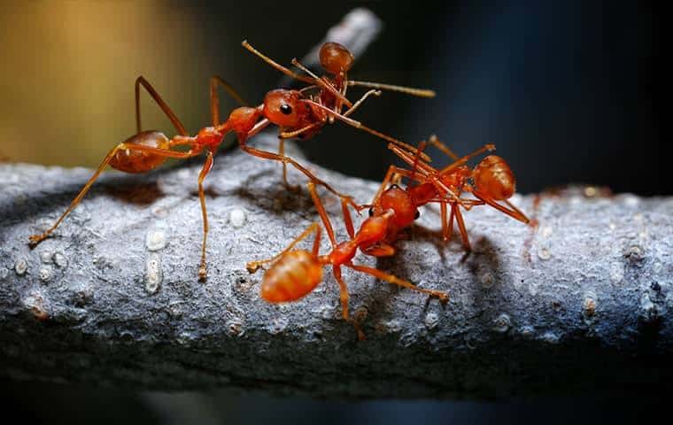 Two ants on a branch with a dark background in Arlington, TX.