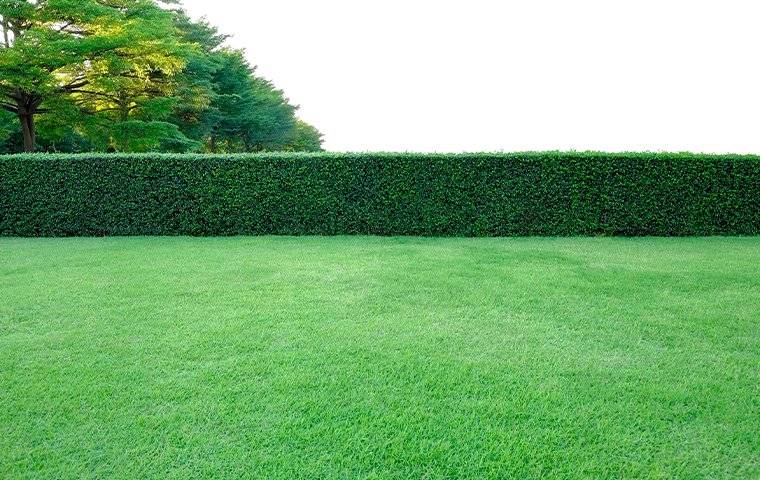 A green hedge in the middle of a lawn maintained by TX Pest Control.