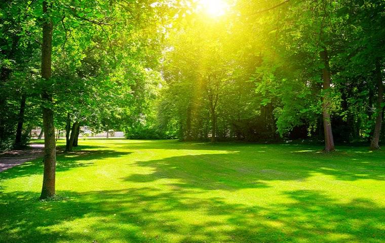 A sunny day in a park with trees and grass, brought to you by Trees Hurt Too, Carrollton, Inc., experts in TX Pest Control.