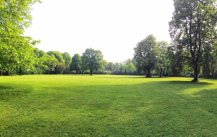 A large grassy field with trees in the background, showcasing the beauty of nature and the importance of tree care.