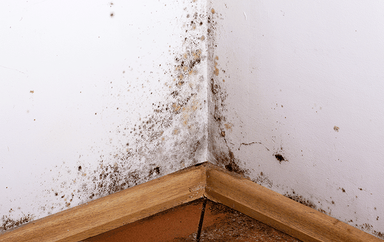 Mold and mildew in a corner of a room can be effectively tackled with the help of Keller, TX Pest Control. Don't forget that Trees Hurt Too!