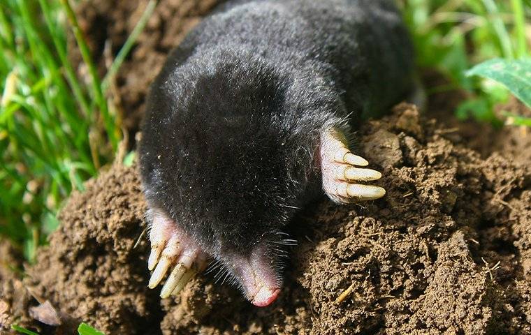 A black mole is laying in the dirt, causing a potential need for Keller, TX Pest Control services from Trees Hurt Too, Inc.