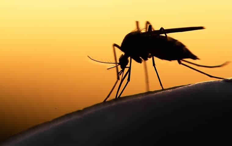 A mosquito from TX Pest Control is sitting on a person's hand in Trophy Club at sunset.