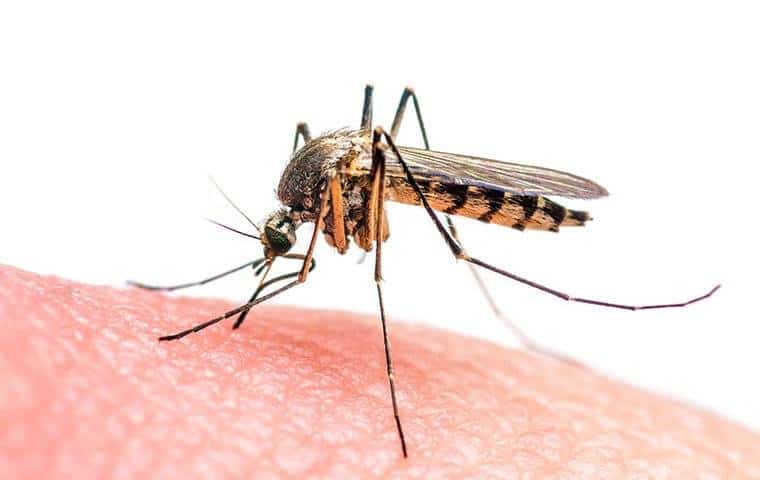 A mosquito is sitting on a person's finger in Carrollton, TX.