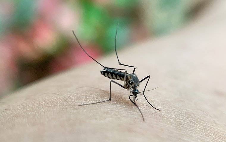 A mosquito sitting on a person's arm in Euless, TX.