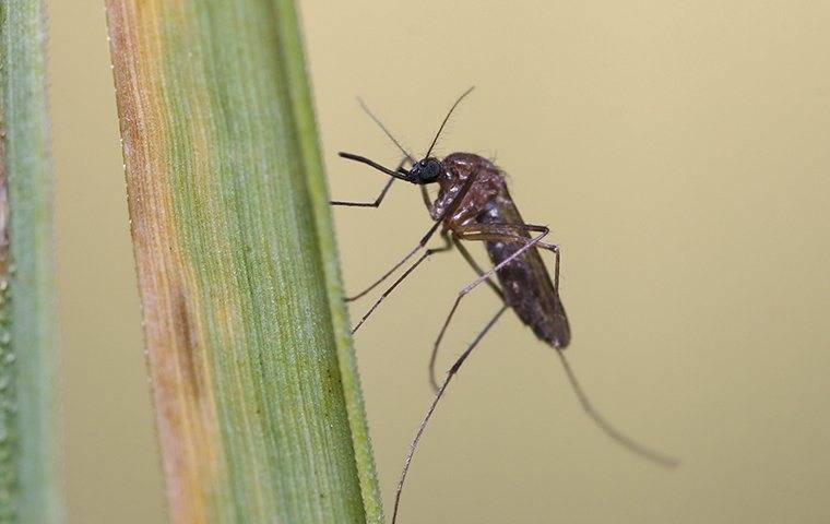 A mosquito is sitting on a blade of grass in Hurst, TX.