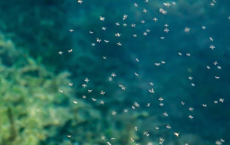 A group of starfish floating in the water near Irving, TX.