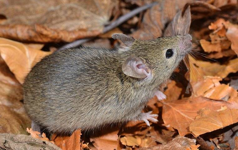 A small mouse is standing in a pile of leaves, which could potentially attract pests like insects or rodents. To ensure a safe and pest-free environment, residents in Colleyville, TX may