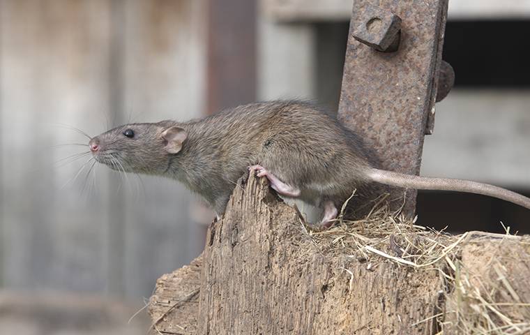 A rat in Duncanville is standing on a piece of wood.