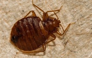 A bed bug crawling on a beige surface found in the Pest Library.