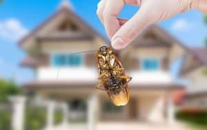 A hand holding a cockroach in front of a house, showcasing the expertise of Pest Library.