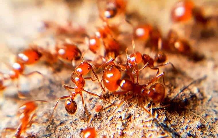 A group of red ants on a piece of wood receives expert pest control solutions in Southlake, TX.