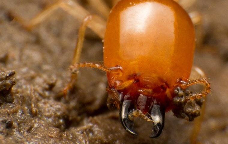 A close up of an orange ant crawling on dirt in Trophy Club.