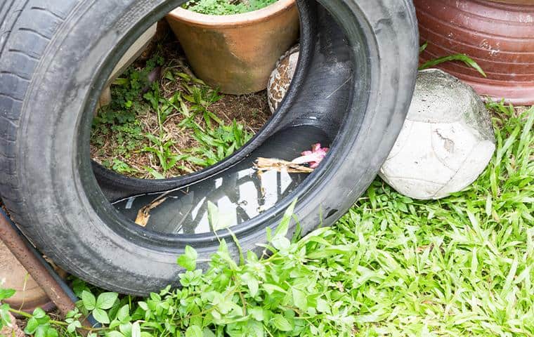 A tire is sitting on the ground next to a potted plant. TX