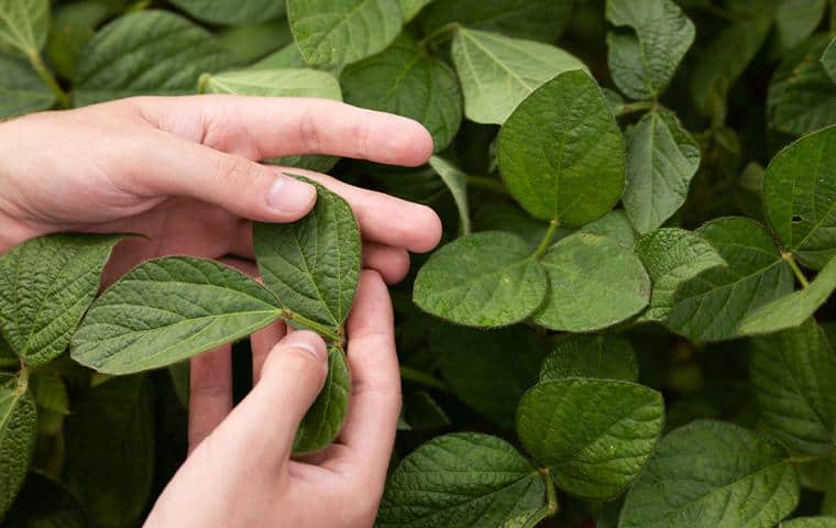 A person's hand picking up a leaf from a plant in Tarrant County, TX.