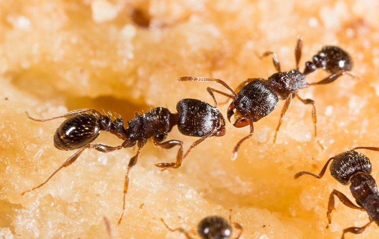 A swarm of ants on a piece of bread.