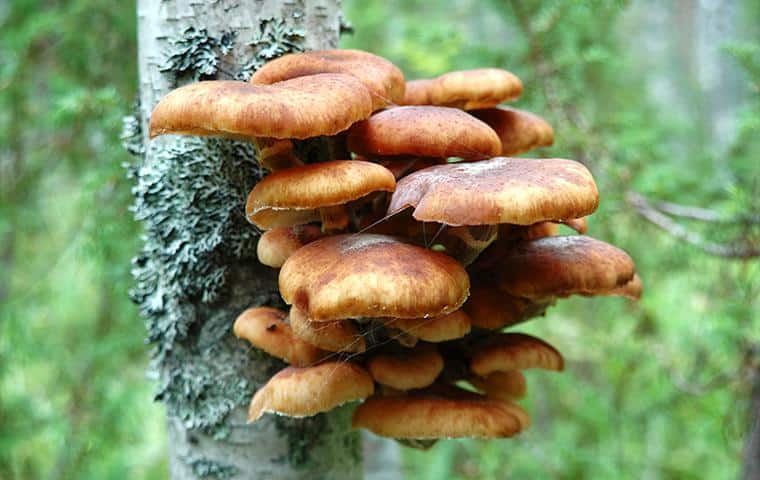 Fungus growing on a tree in a forest.