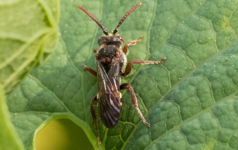 A small insect, possibly a Chinch Bug, is sitting on top of a leaf in Tarrant County.