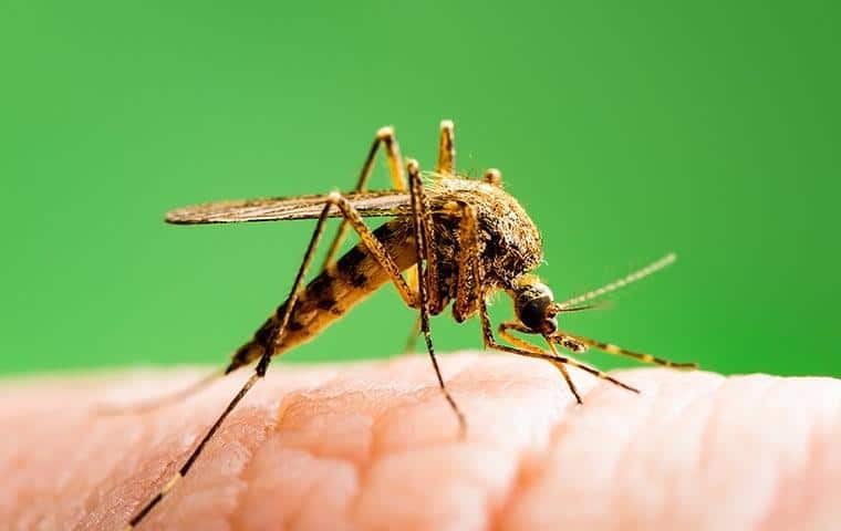 A mosquito, commonly found in Tarrant County, is sitting on a person's hand.