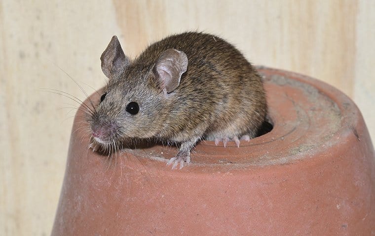 A brown mouse sitting on top of a clay pot, commonly found in Tarrant County, TX.