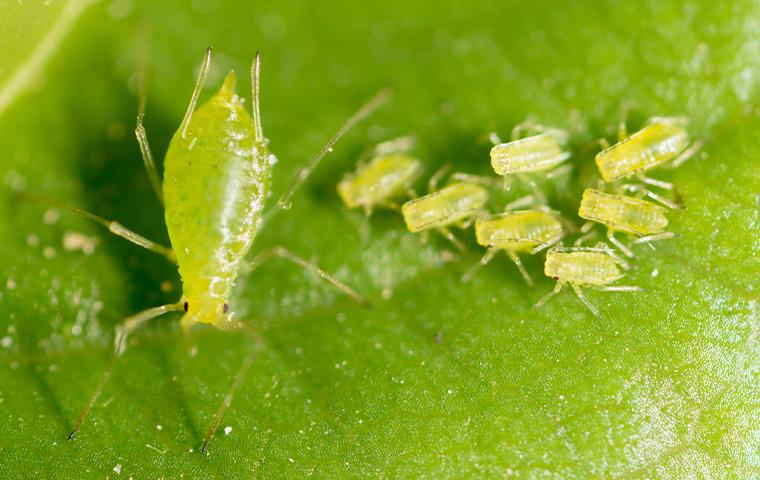 A group of small green bugs on a leaf identified through TX Pest Identification.