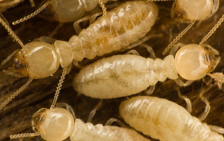 A group of Subterranean Termites on a wooden surface in Tarrant County, TX.