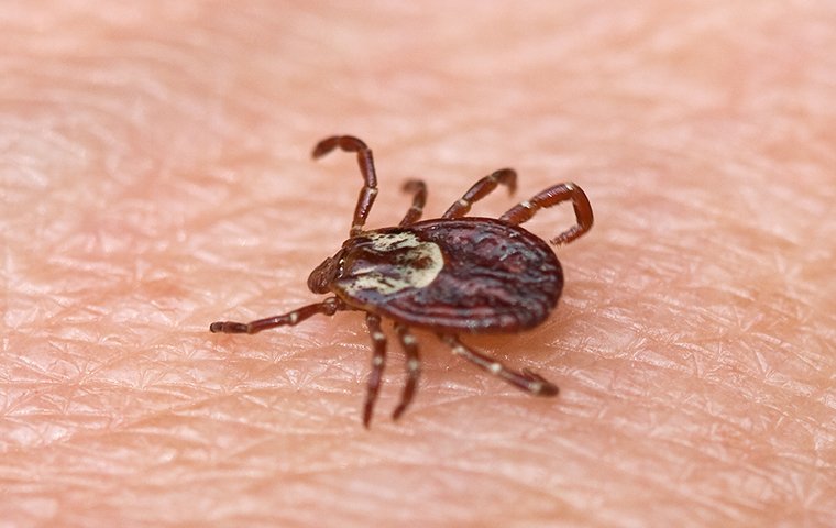 A tick is crawling on a person's skin.