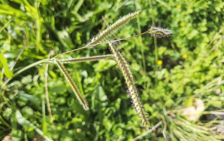 A close-up of a grass plant in a field for TX Pest Identification.