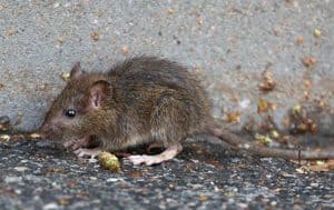 A small brown rat, also known as a pest, is sitting on the ground.