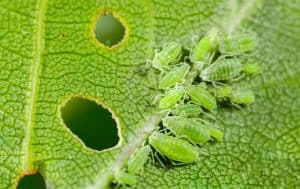 A group of green bugs on a leaf can be identified and managed using the resources provided by Pest Library.