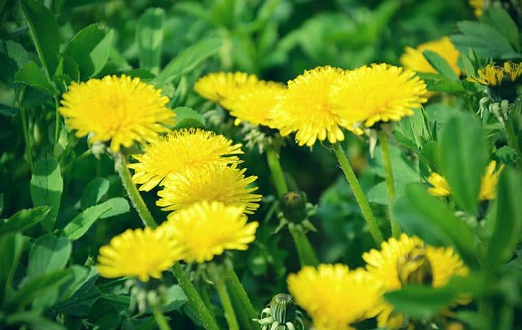 Yellow dandelion flowers growing in a field, part of Pest Library.