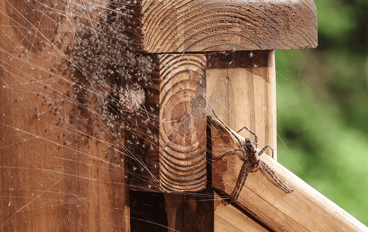 A Common Tarrant County, TX spider sits on a wooden railing.