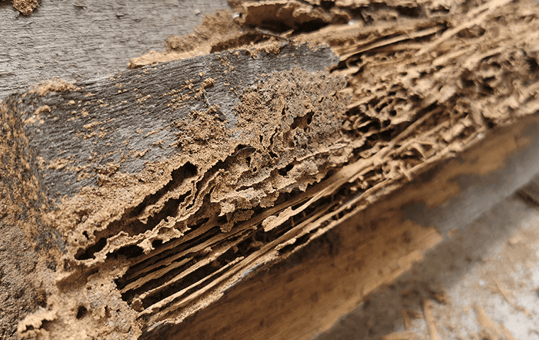 A close up of a piece of wood with dirt on it, emphasizing the importance of termite control in Tarrant County, Inc.