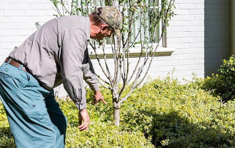 A man from Total Package Service planting a tree in front of a house.