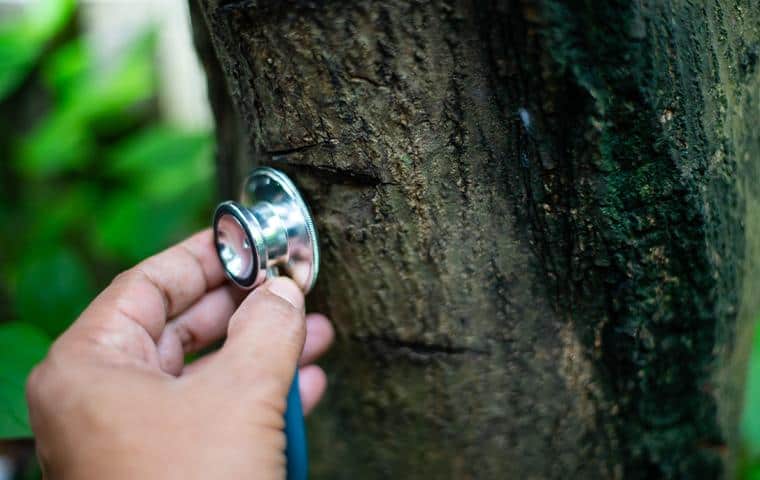 A person is holding a stethoscope on a tree in Tarrant County.