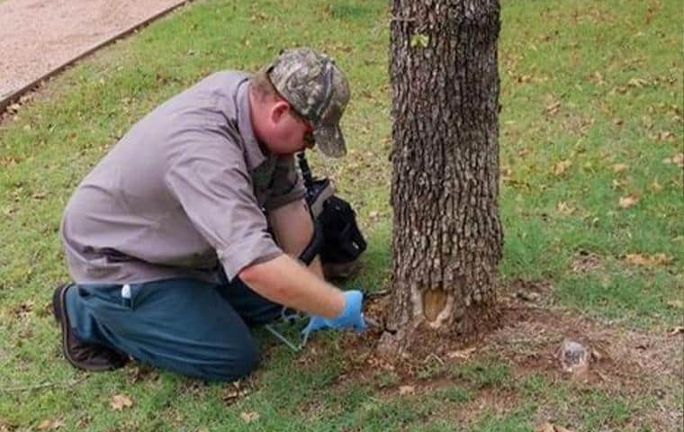 A man in a blue shirt is kneeling under a tree, providing tree care services in Tarrant County, TX for Trees Hurt Too Inc.