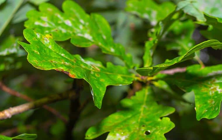 A close up of a leaf with green spots treated by TX | Trees Hurt Too, Inc.