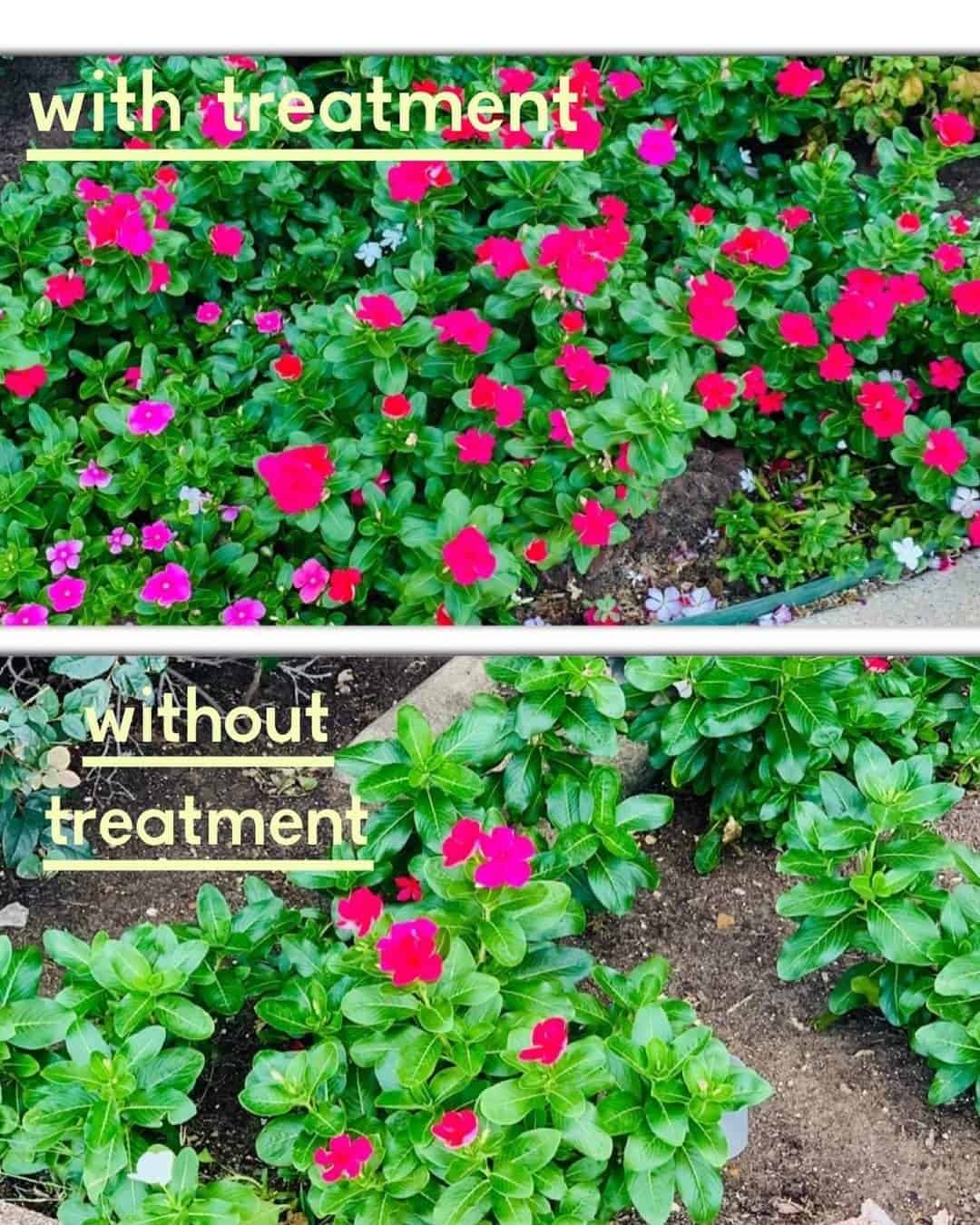 Two pictures of flowers with treatment and without treatment by Super Carbon RX in Tarrant County, TX.