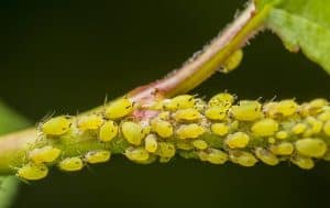 A close up of a bunch of yellow bugs on a plant. The Best Way To Prevent Pest Problems In The Shrubs In Your Arlington Yard.