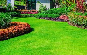 What You Should Know About Preventing Lawn Diseases in Arlington, with a green lawn in front of a building.