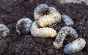 Grub Control Tips For Your Arlington Lawn: A group of caterworms in the dirt.