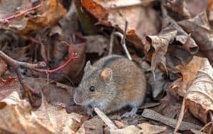 In a pile of leaves, a small brown mouse sits, showcasing the best form of rodent control for your Arlington home.